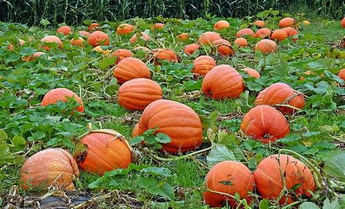 娱乐吃瓜基地的作品,独家爆料，明星幕后故事大公开